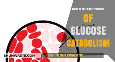 Understanding Glucose Catabolism: Identifying Its Primary Waste Product