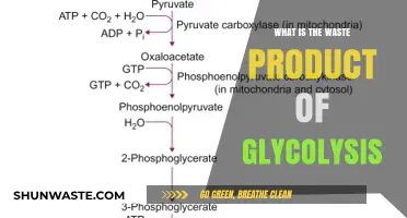Understanding Glycolysis: The Formation and Role of Pyruvate as Waste
