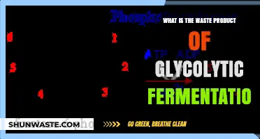 Understanding Glycolytic Fermentation: Key Waste Product Explained