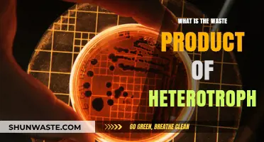Understanding Heterotrophs: Their Metabolic Processes and Waste Products Explained