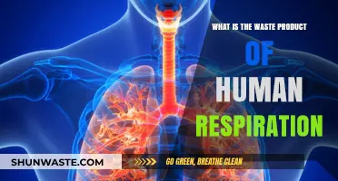 Understanding the Byproduct of Human Respiration: Carbon Dioxide Explained