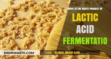 Understanding Lactic Acid Fermentation: Key Waste Products Explained