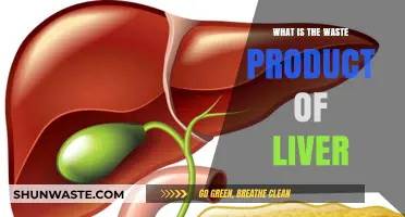 Understanding the Liver's Waste Product: Bile and Its Role in Digestion