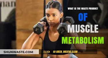 Understanding Muscle Metabolism: Unveiling the Primary Waste Product
