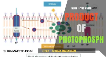 Understanding Photophosphorylation: Identifying Its Primary Waste Product Explained