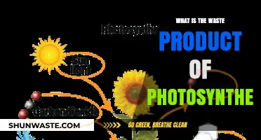 Unveiling the Surprising Waste Product of Photosynthesis: Oxygen's Role Explained