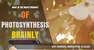 Understanding Photosynthesis: What Waste Product Does It Produce?