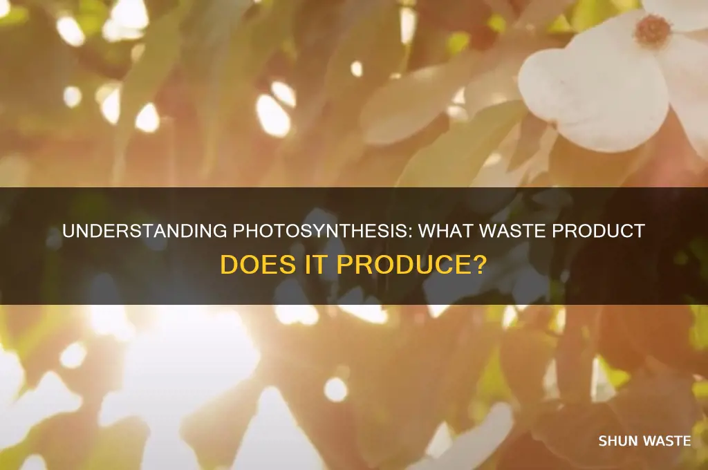 what is the waste product of photosynthesis brainly