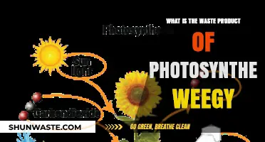 Understanding the Waste Product of Photosynthesis: Oxygen's Role Explained