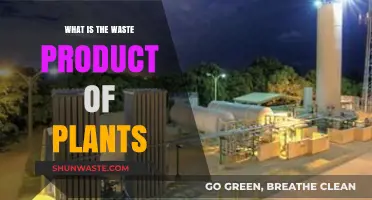 Understanding Plant Waste: Oxygen and Other Byproducts of Photosynthesis Explained