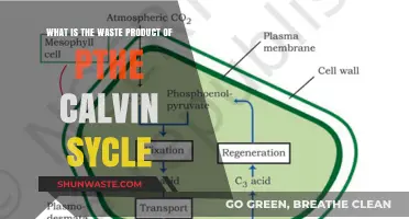 Understanding the Calvin Cycle's Waste Product: Phosphoglycolate Explained