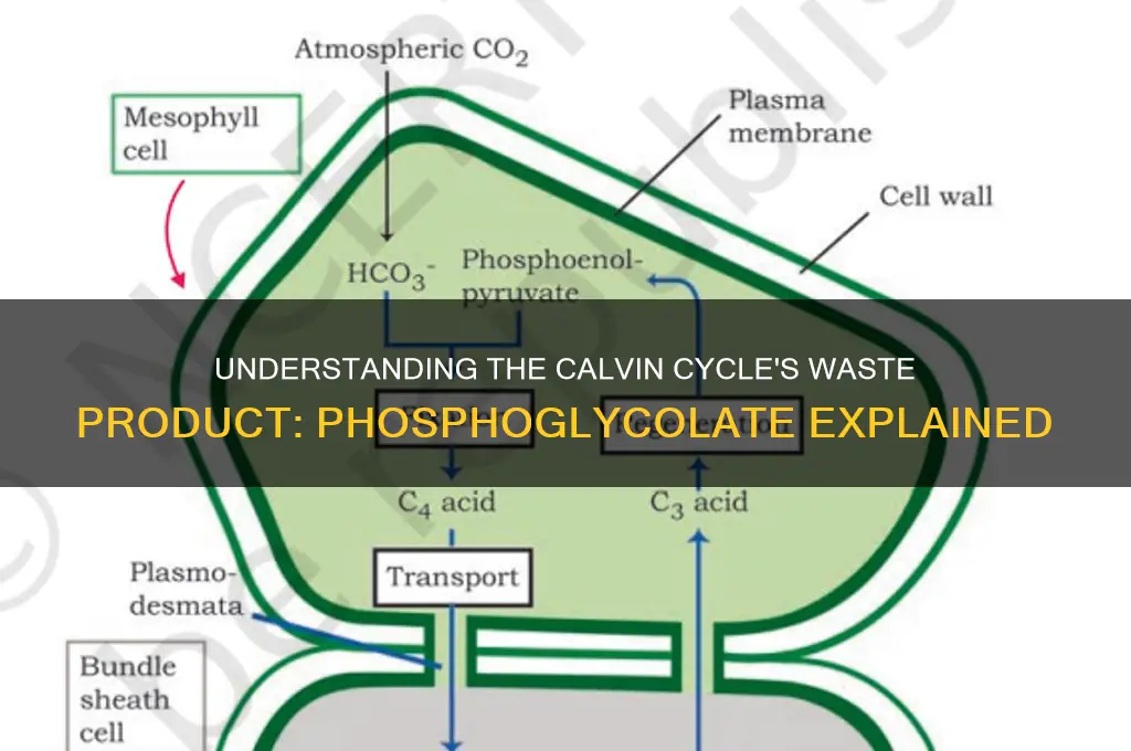 what is the waste product of pthe calvin sycle