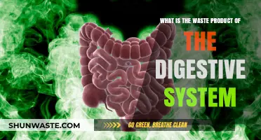 Understanding the Digestive System's Waste: Byproducts and Elimination Process