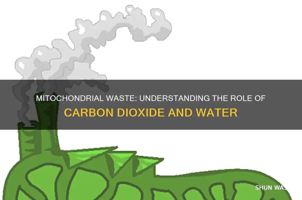what is the waste product of the mitochondria