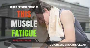 Understanding Muscle Fatigue: Unveiling the Waste Products Behind Exhaustion