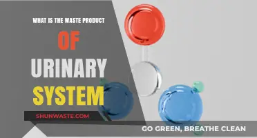 Understanding the Urinary System's Waste: Urea and Its Role