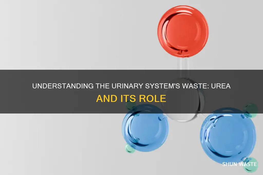 what is the waste product of urinary system