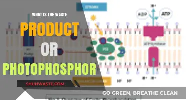 Understanding Photophosphorylation's Byproduct: Exploring the Waste Product in Photosynthesis
