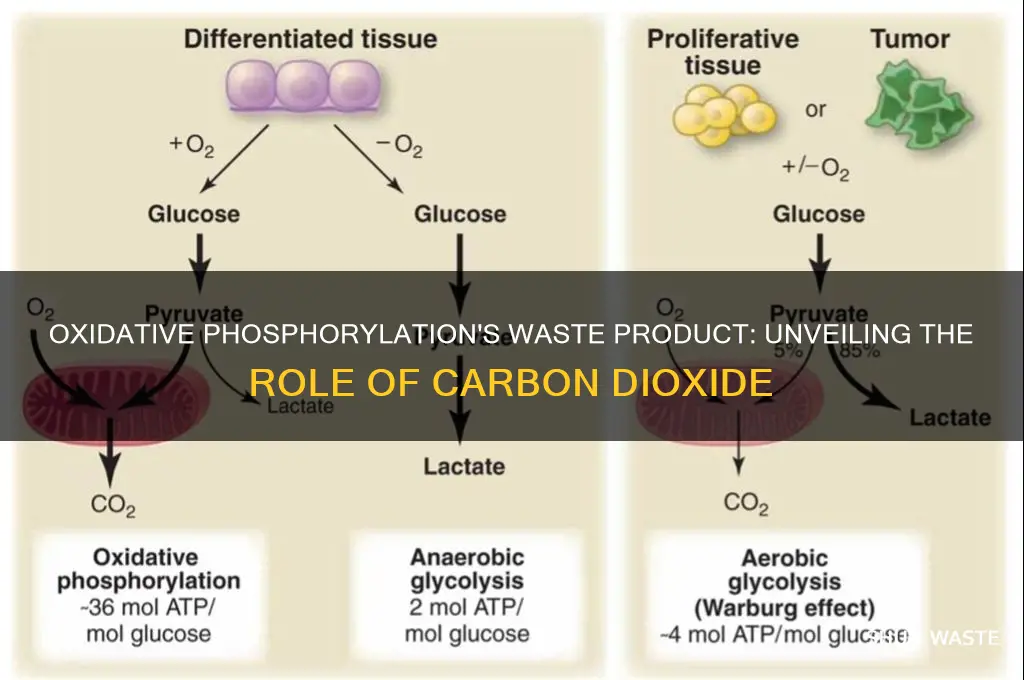 what is the waste product produced from oxidative phosphorylation