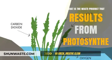 Photosynthesis Byproduct: Understanding Oxygen as the Primary Waste Product