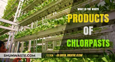 Understanding Chloroplast Waste: Byproducts of Photosynthesis Explained