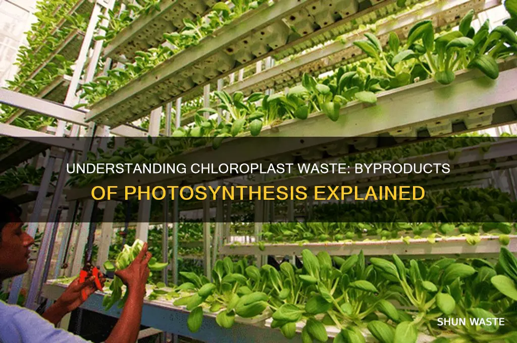 what is the waste products of chlorpasts