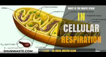 Understanding the Waste Stage in Cellular Respiration: Byproducts and Processes