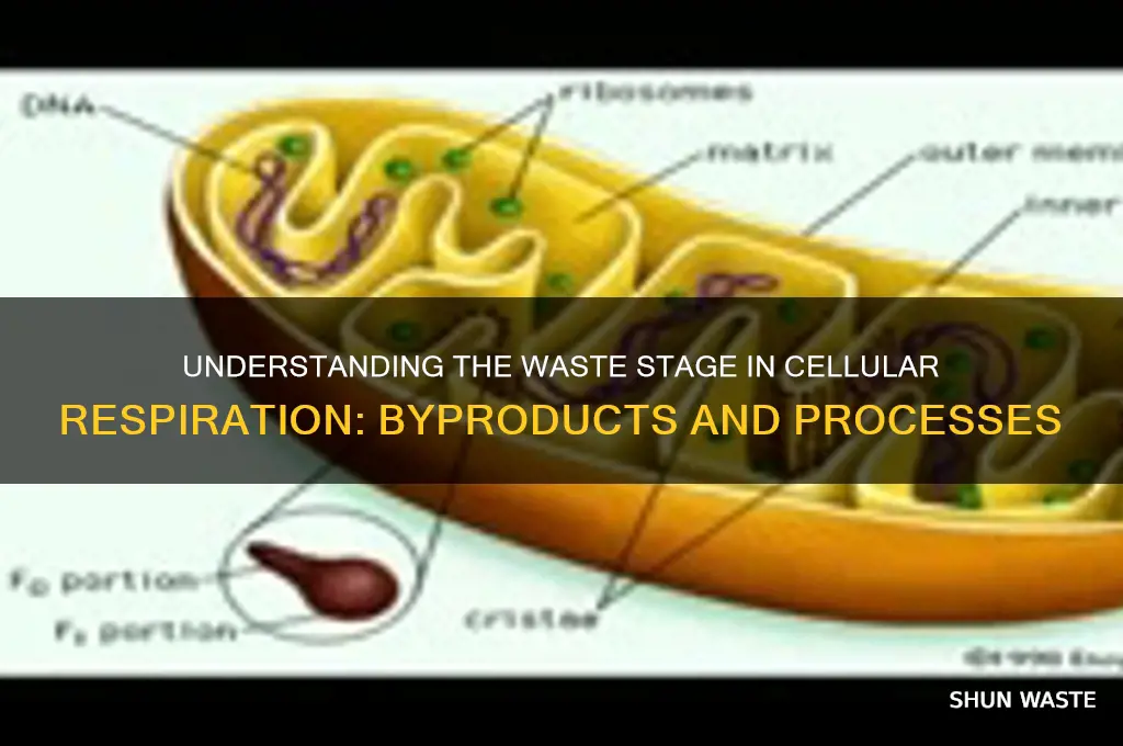 what is the waste stage in cellular respiration