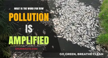 How Pollution's Impact is Magnified and its Effects Amplified