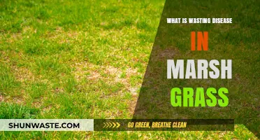 Understanding Wasting Disease: A Threat to Coastal Marsh Grass Ecosystems