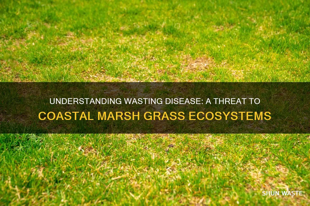 what is wasting disease in marsh grass