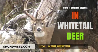 Understanding Wasting Disease in Whitetail Deer: Causes, Symptoms, and Impact