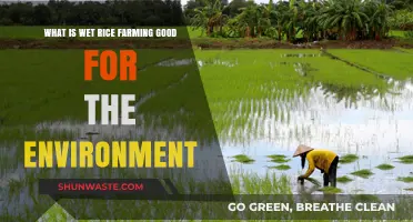 Wet Rice Farming: Eco-Friendly Benefits for a Sustainable Environment
