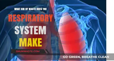 Respiratory System Waste: Understanding Byproducts of Breathing and Gas Exchange