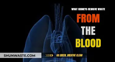 How Kidneys Filter and Remove Waste from Your Blood