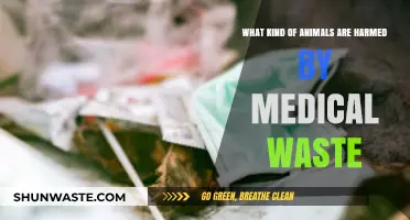 Medical Waste's Silent Victims: Animals Affected by Hazardous Disposal