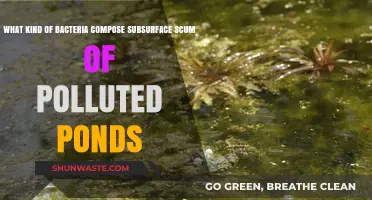The Sludge Beneath: Unveiling Polluted Pond Bacteria