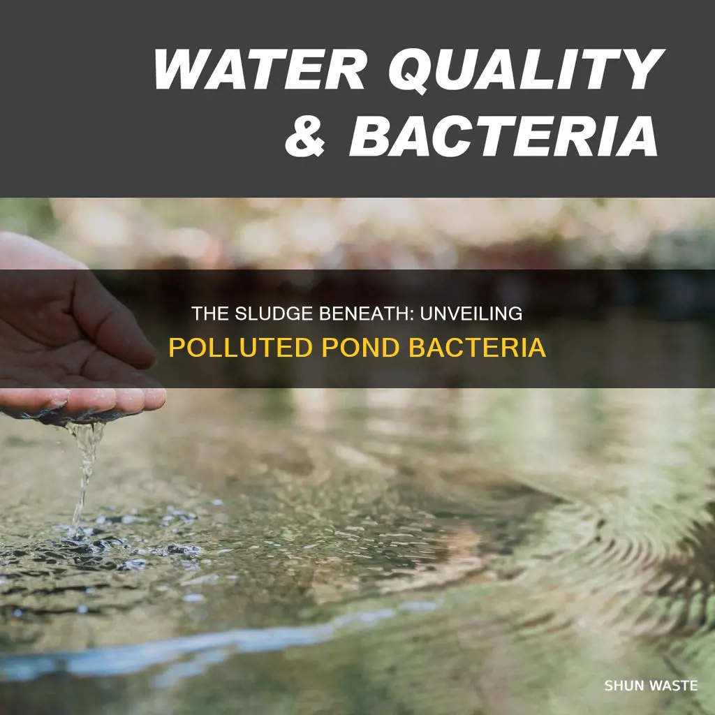 what kind of bacteria compose subsurface scum of polluted ponds