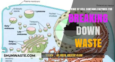 Lysosomes: The Cellular Enzymes Responsible for Waste Breakdown Explained