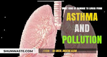 Lung Damage: Asthma, Pollution, and You