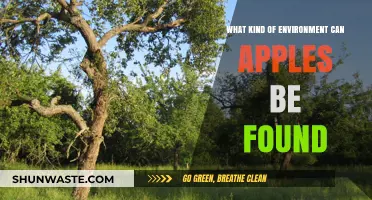 Exploring the Ideal Natural Habitats Where Apples Thrive and Grow