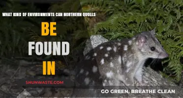 Northern Quolls: Exploring Their Diverse Australian Habitat Preferences