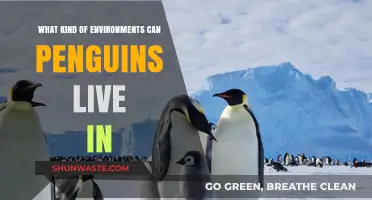 Exploring Penguin Habitats: From Icy Antarctica to Temperate Coastal Regions
