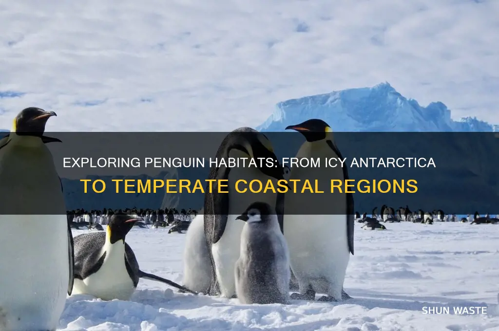 what kind of environments can penguins live in