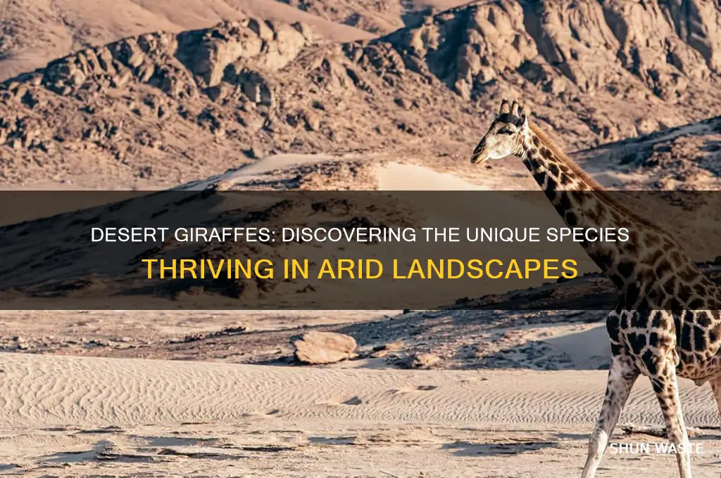 what kind of giraffe can be found in desert environments