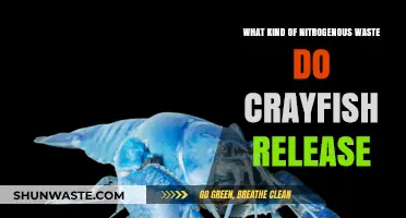 Crayfish Nitrogenous Waste: Understanding Their Ammonia Release Process