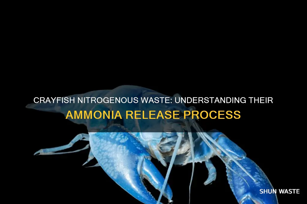 what kind of nitrogenous waste do crayfish release