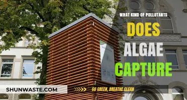 Algae: Capturing Pollutants and Cleaning Our Environment