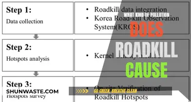 Roadkill's Hidden Environmental Impact: Beyond the Crash