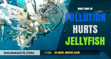 Jellyfish: Pollution's Impact on Ocean Life